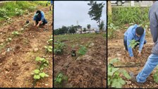 TRE-MT planta mudas de ipês em terreno de Várzea Grande